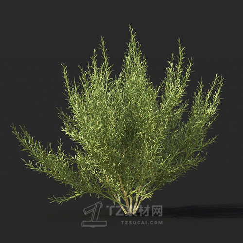 Maxtree - Plant Models Vol.60