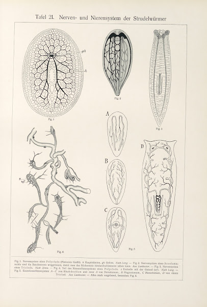 Nerven  und Nierensystem der Strudelwtirmer 1909