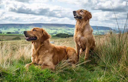 Guisachan_story_Golden_Retrievers_on_hill.jpg