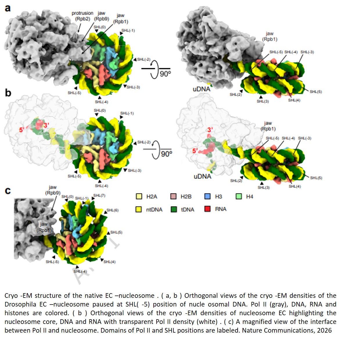Structural Characterization of Native RNA Polymerase II Transcription Complexes and Nucleosomes in Drosophila melanogaster