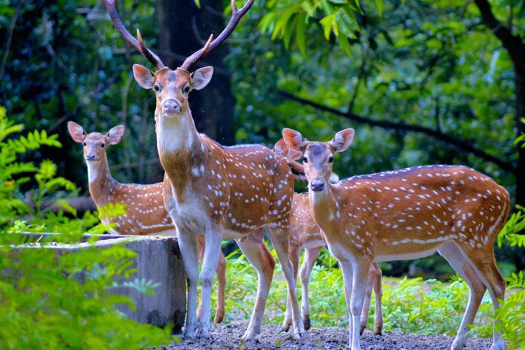 Bethuadahari Wildlife Sanctuary