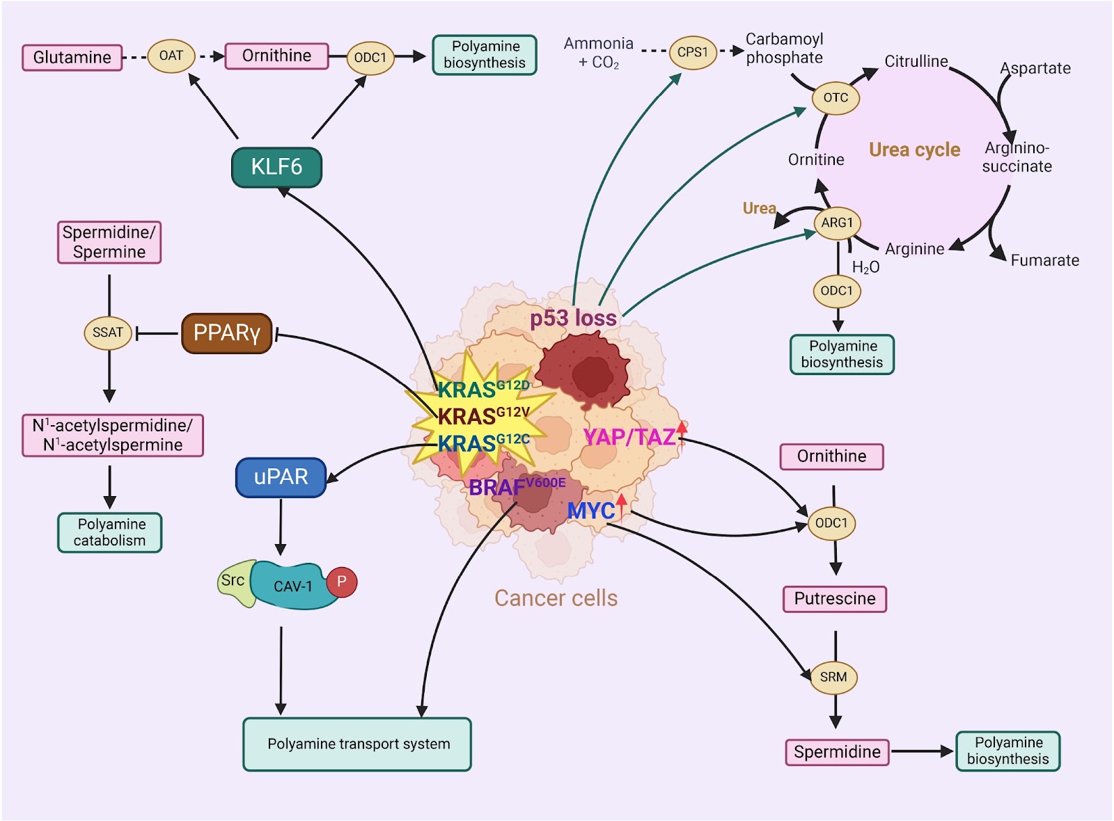 Antitumor potential of polyamines in cancer