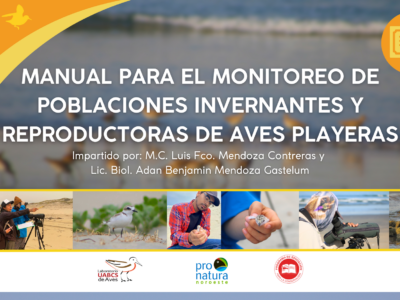Curso destacado: Manual para el monitoreo de poblaciones invernantes y reproductoras de aves playeras