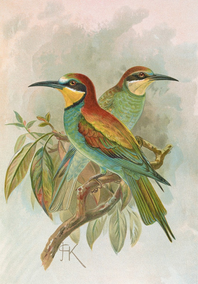 Merops apiaster