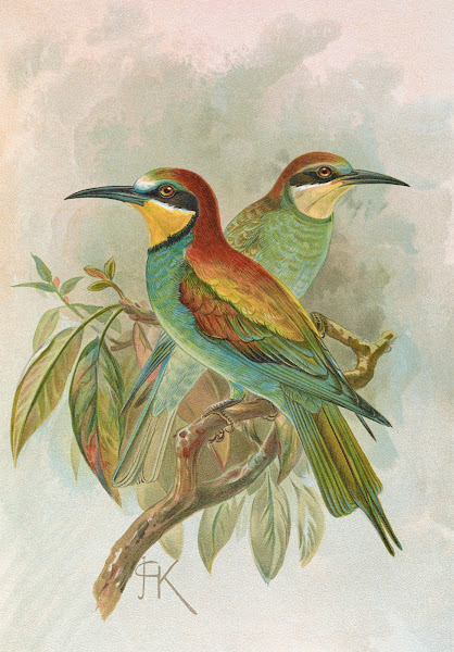 Merops apiaster