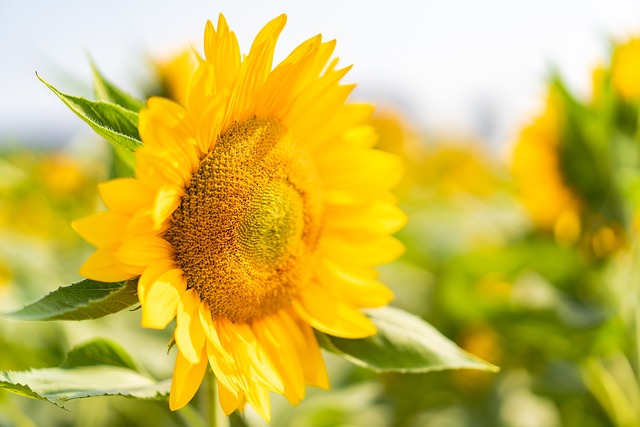 Bật Mí Các Loài Hoa Tượng Trưng Cho Đàn Ông Theo Tính Cách