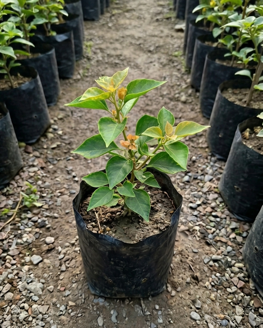 Imported Mahara Orange Bougainvillea Plant — view 3