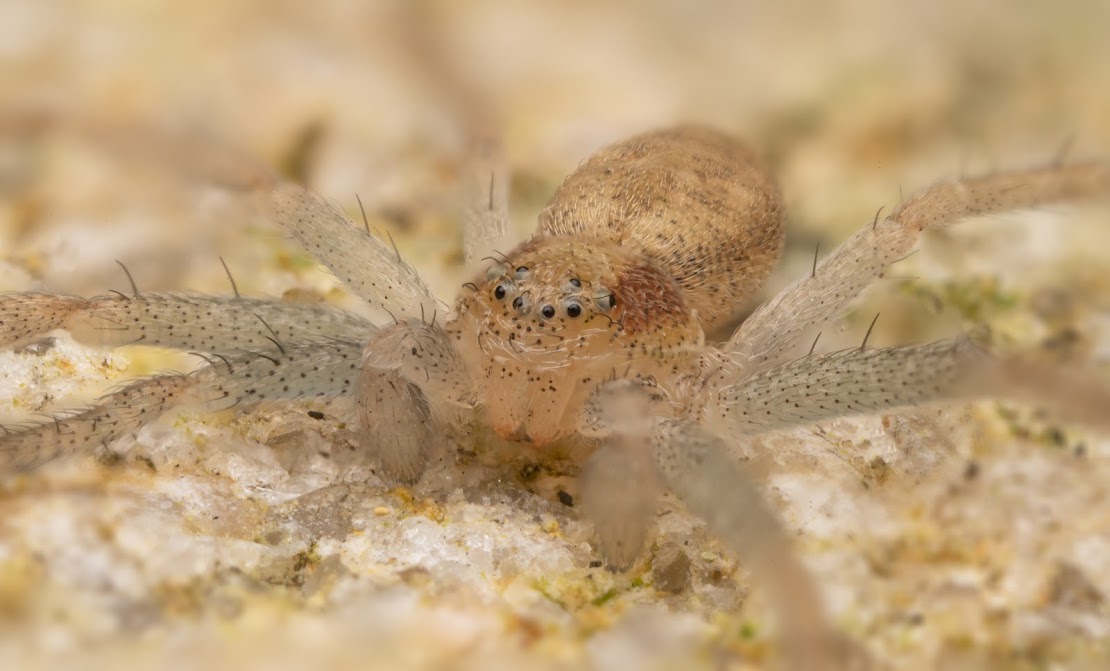 Philodromus albidus