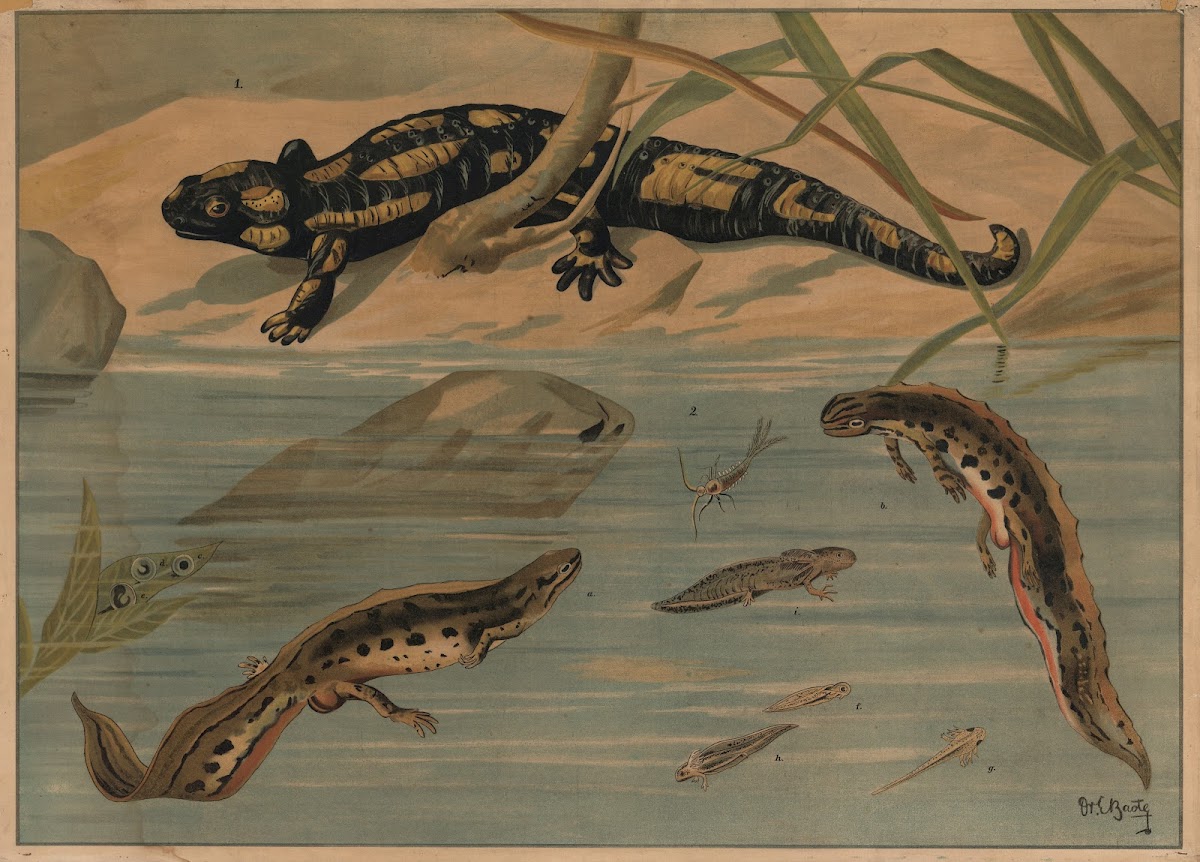 Salamander 1913 13865x9961 (1)