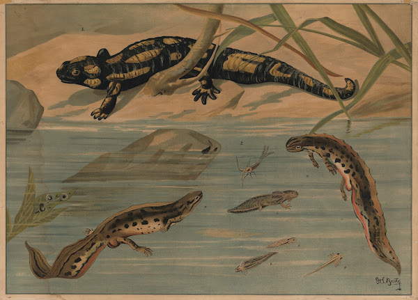 Salamander 1913 13865x9961 (1)