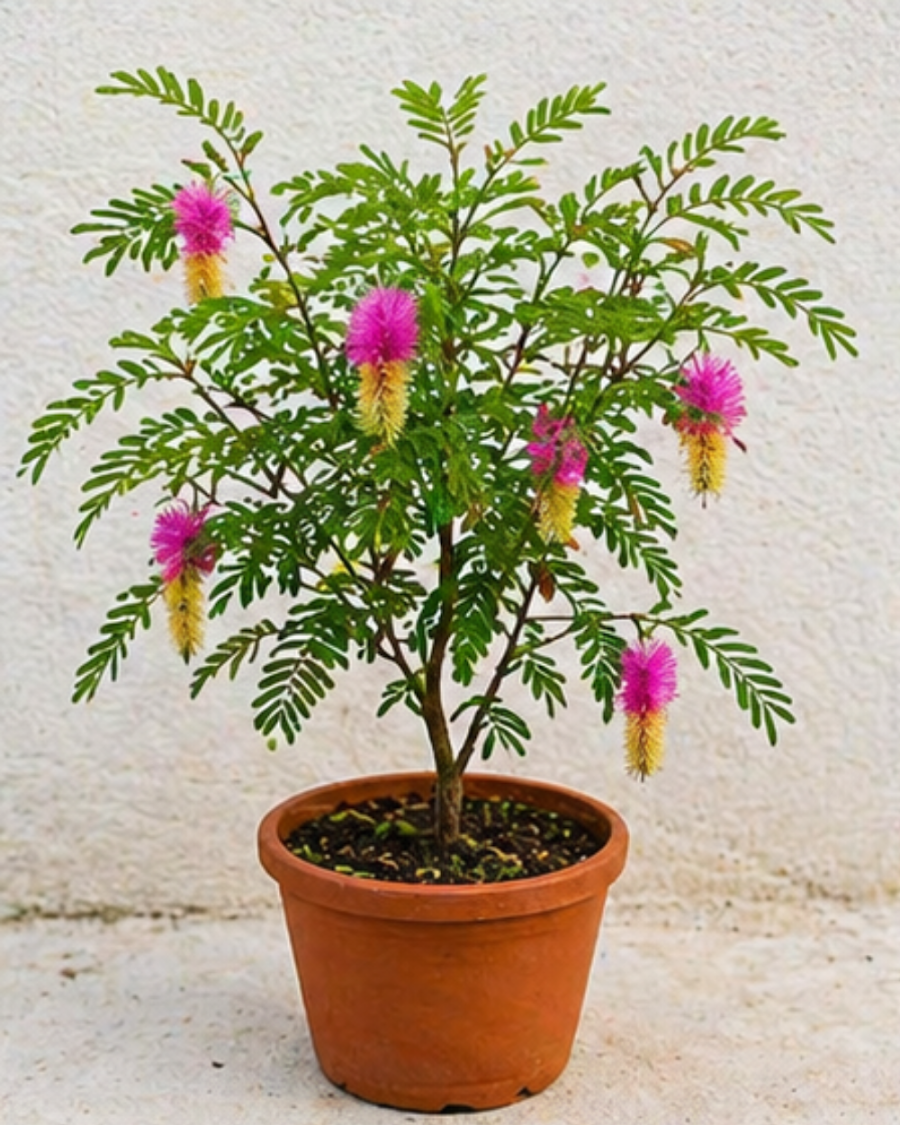Shami Plant — view 2