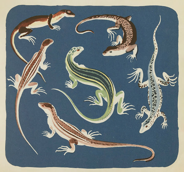 Nouvelles images à colorier Reptiles Pl10 1938
