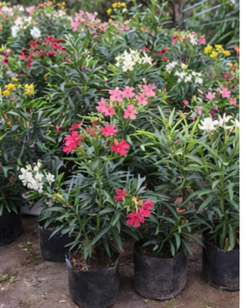 Korobi Mix Colour Plant