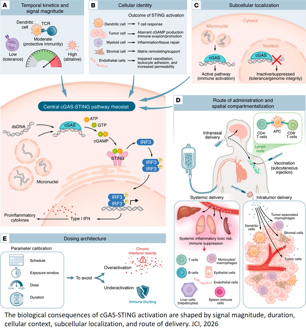 Therapeutic targeting of the cGAS-STING pathway in human disease