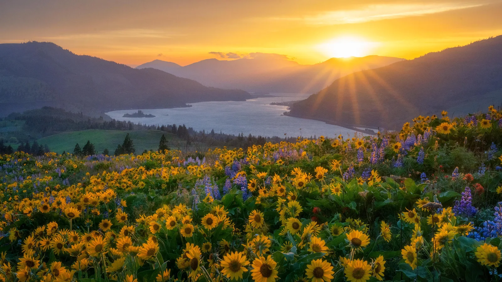Golden Wildflower Meadow Sunset - Landscape Photography 4K Wallpaper (3840x2160)