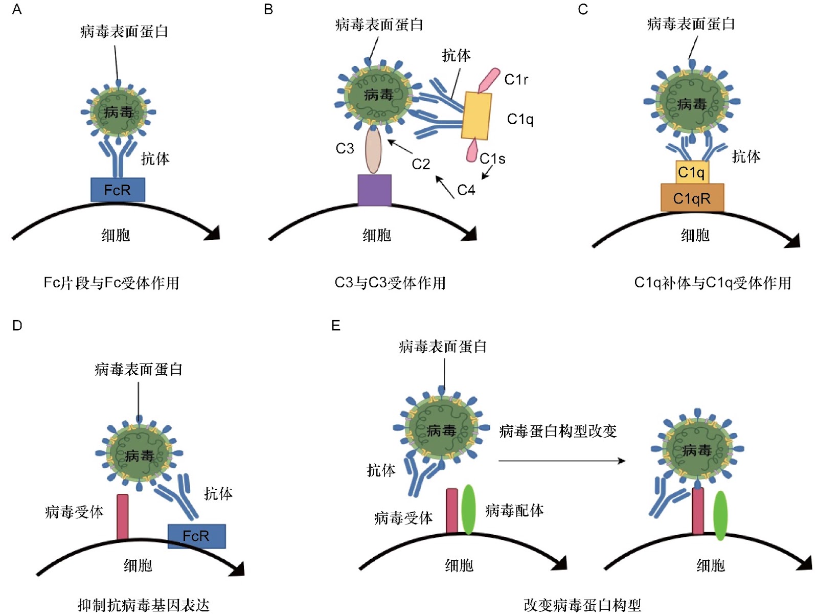 Antibody-Dependent Enhancement of Viral Infection: Mechanisms and Therapeutic Implications