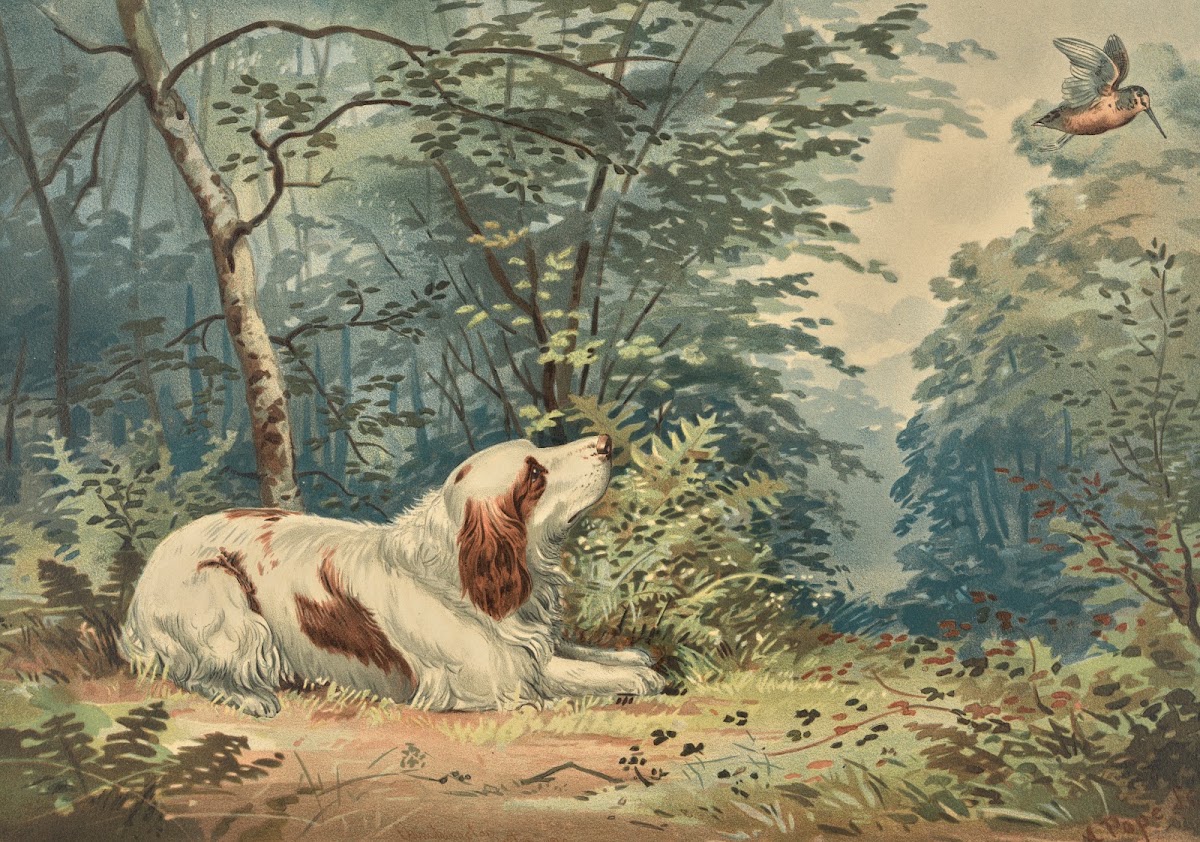 Reclining Spaniel gazing at hovering hummingbird 1880