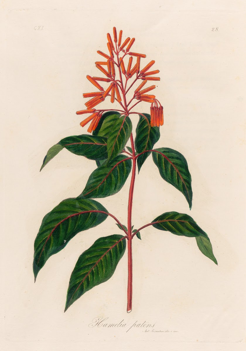 Hamelia patens 1818 1824