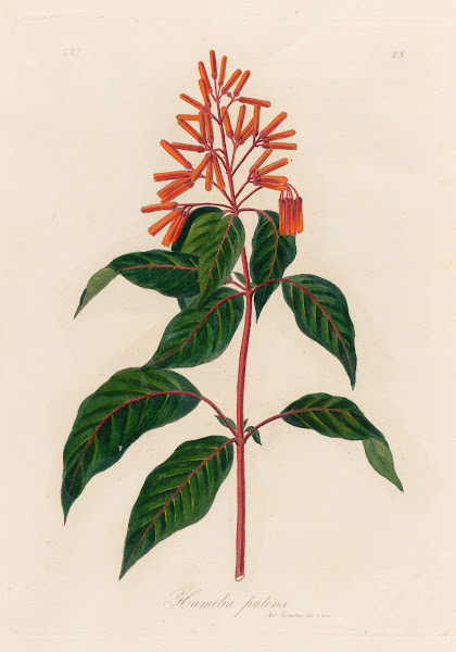 Hamelia patens 1818 1824