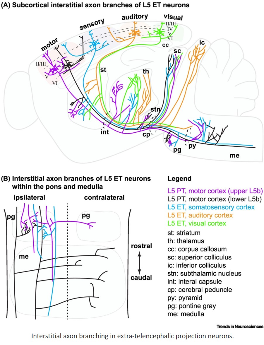 Interstitial axon branching regulation and function in cortical projection neurons