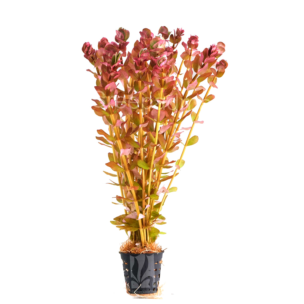 Rotala macrandra ‘Narrow leaf’