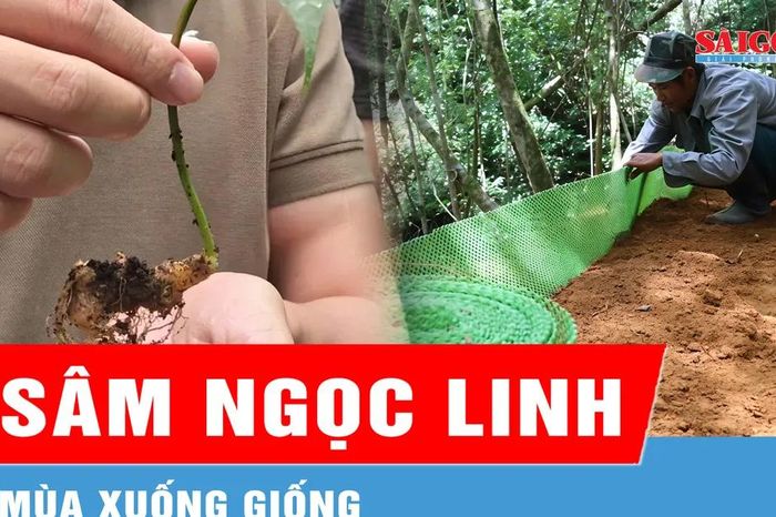 Mùa xuống giống sâm Ngọc Linh - Báo Sài Gòn Giải Phóng
