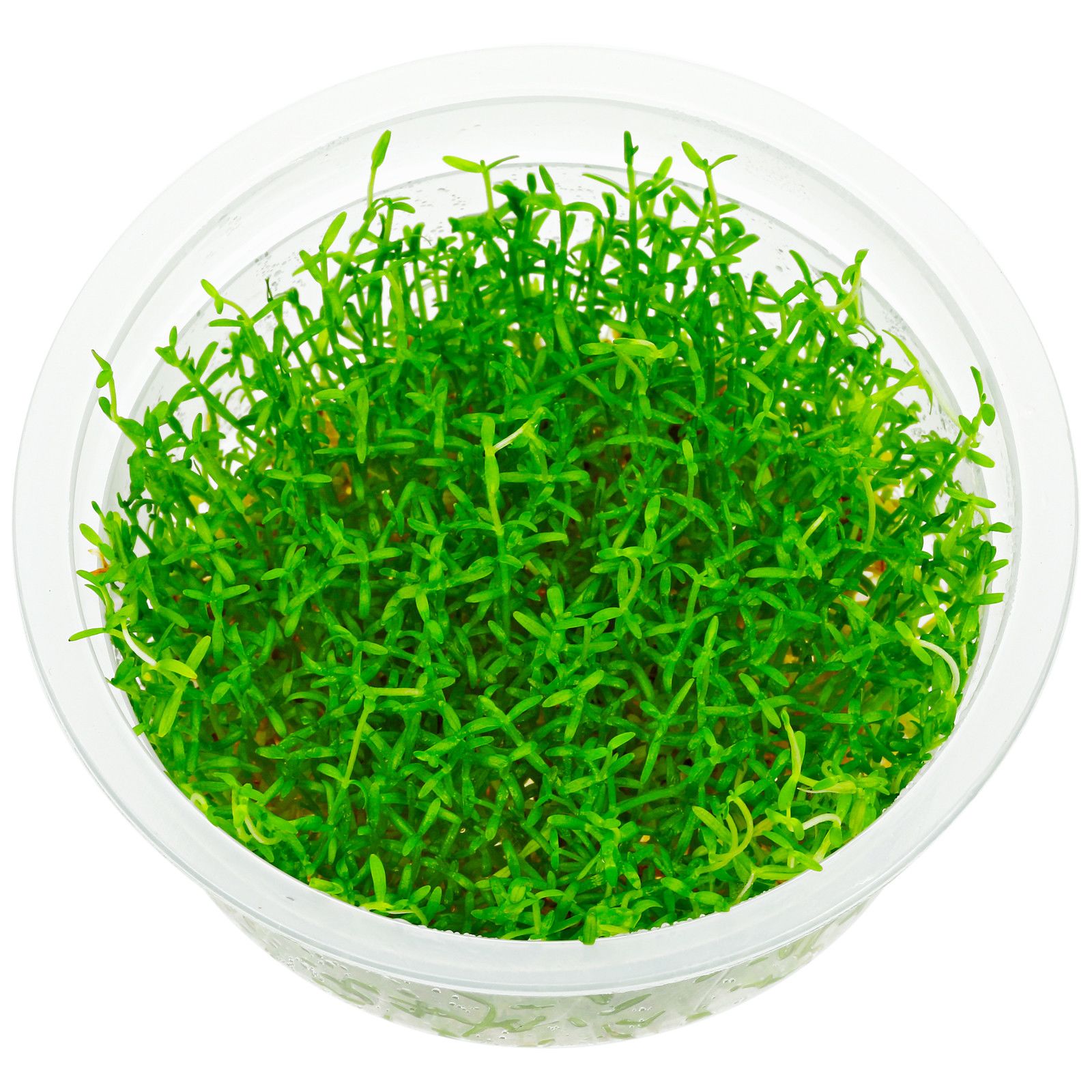Microcarpea Minima Merrill