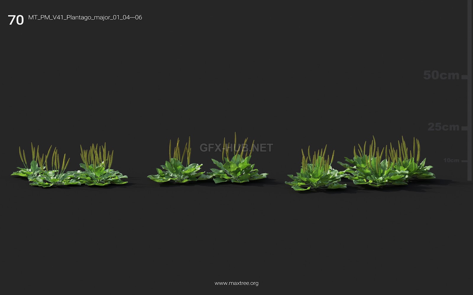 Maxtree - Plant Models Vol.41