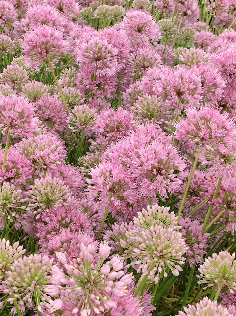 Allium 'Avatar' in piena fioritura con sfere viola in un giardino