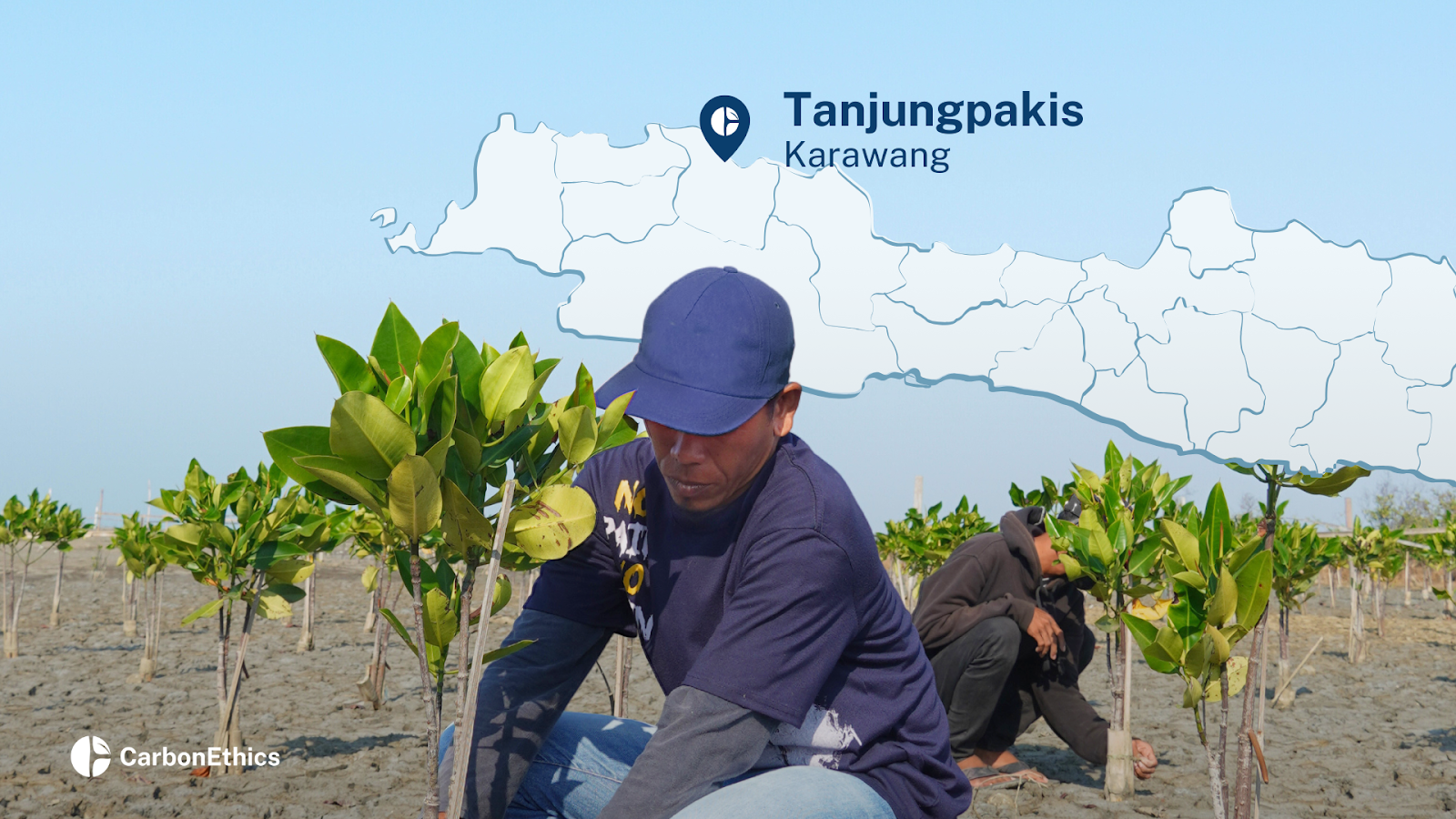 CarbonEthics’ Mangrove Planting Site in Tanjungpakis