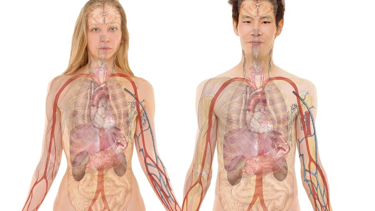 간 해독 기능과 혈중 수치 변화 구조 이해하기