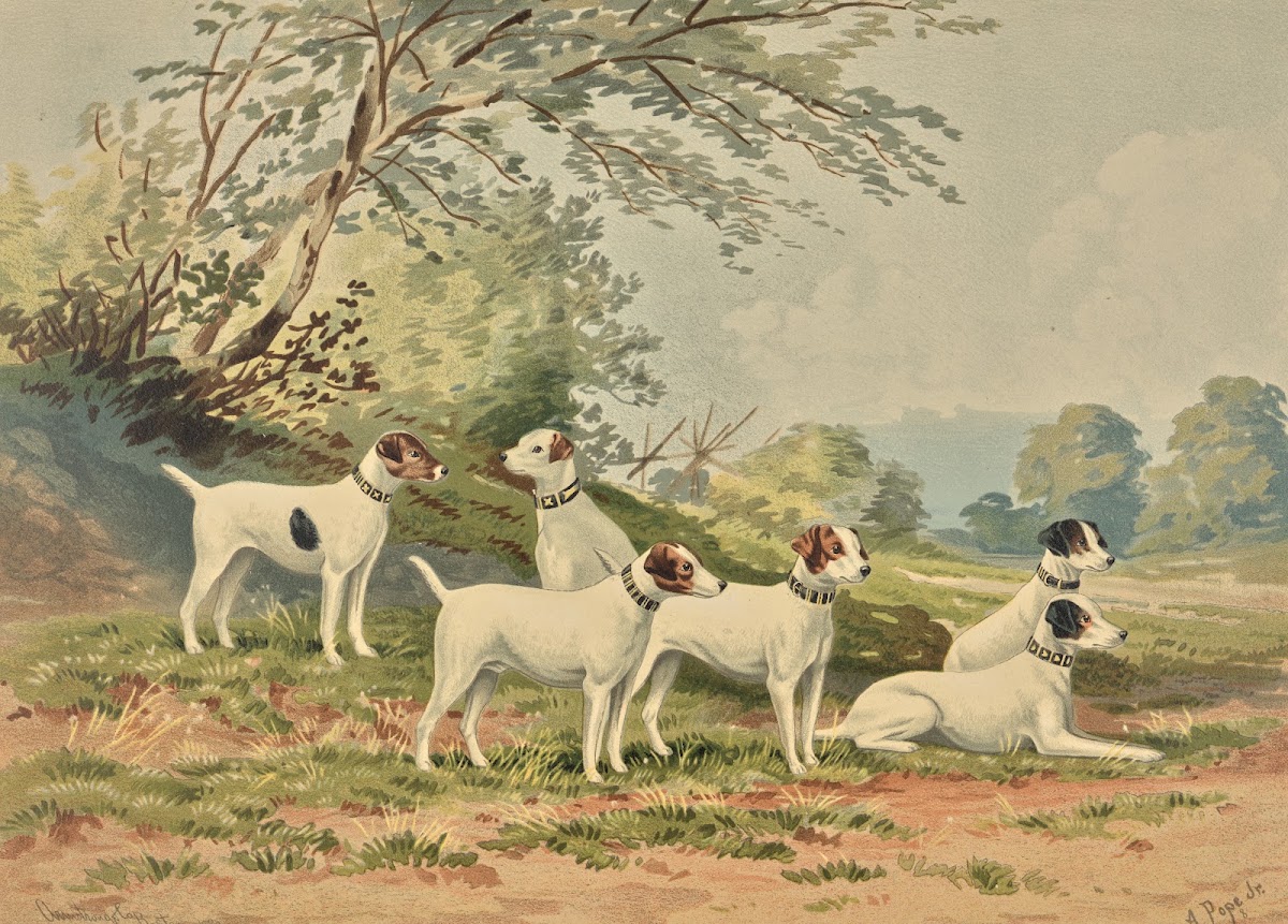 Six Jack Russell Terriers 1880