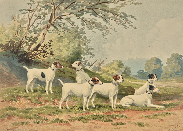 Six Jack Russell Terriers 1880