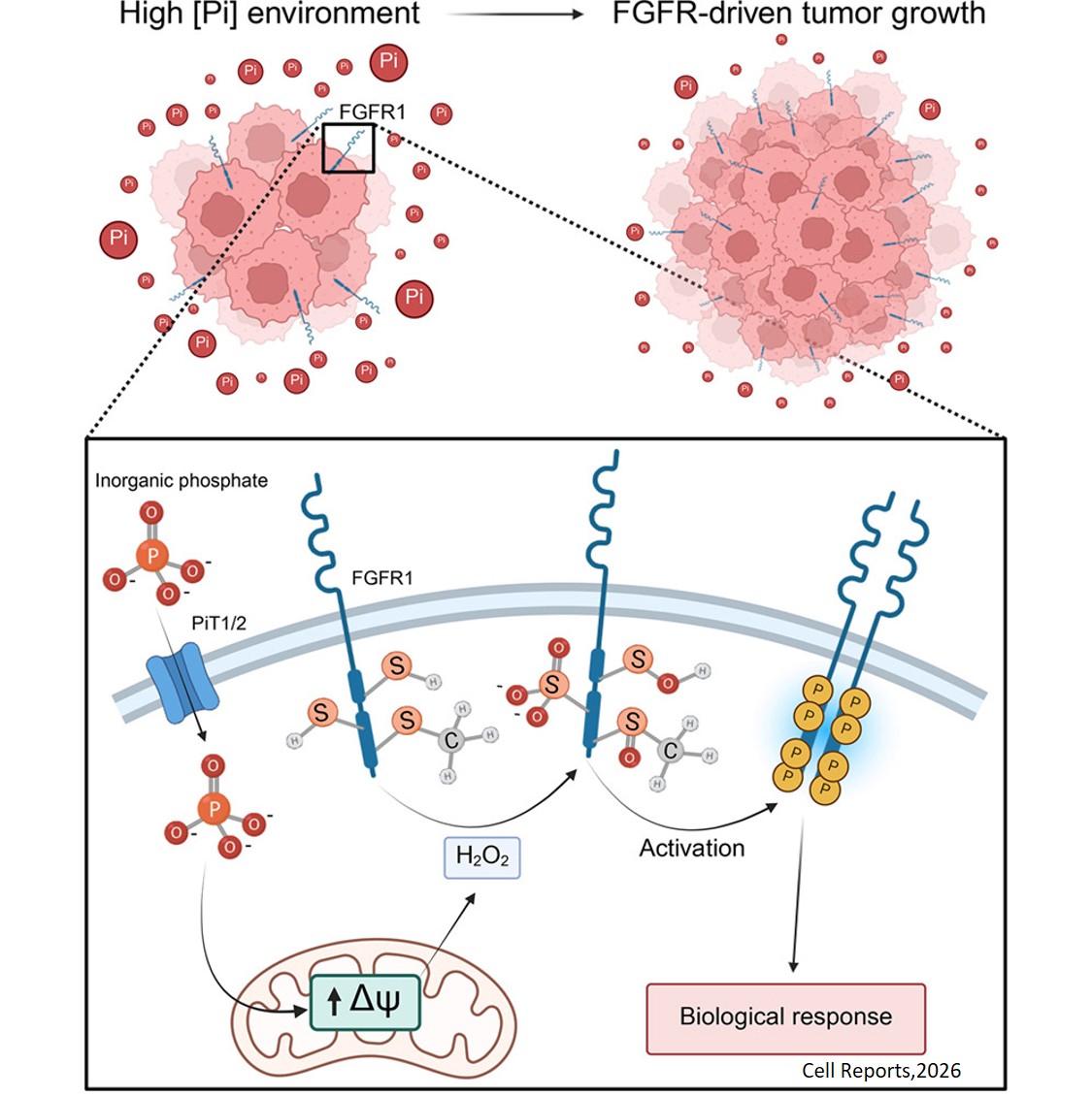 Unconventional activation of the proto-oncogene FGFR1 by extracellular phosphate via H2O2- mediated kinase oxidation