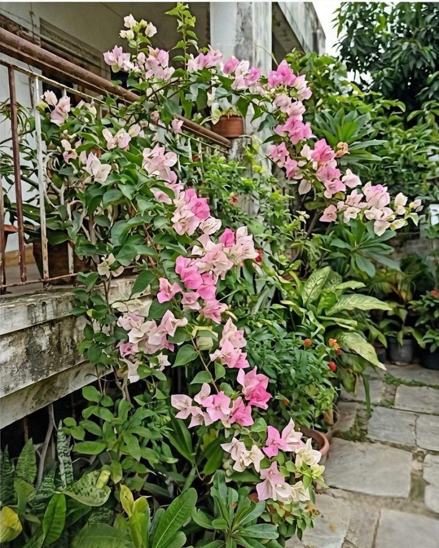 Imported Chilli Ice Cream Bougainvillea Plant — view 4
