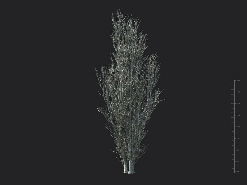 Maxtree - Plant Models Vol.130