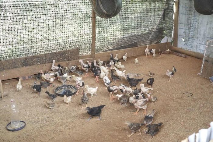 Xã Hạnh Phúc triển khai Nghị quyết 21 về chăn nuôi bền vững - Báo Lào Cai