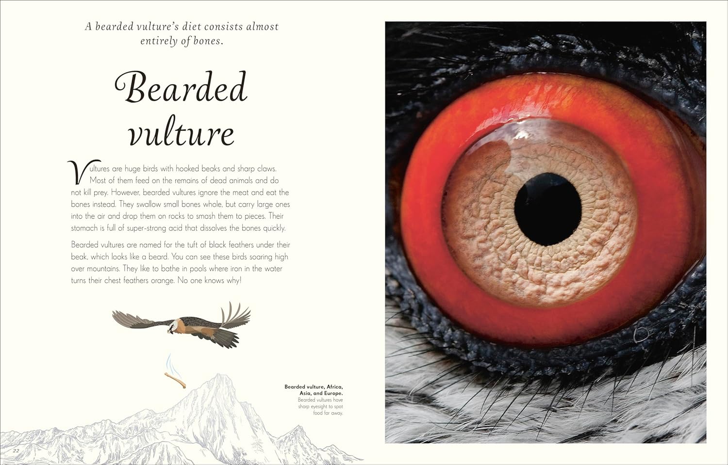 An Anthology of Exquisite Birds - thumbnail 3
