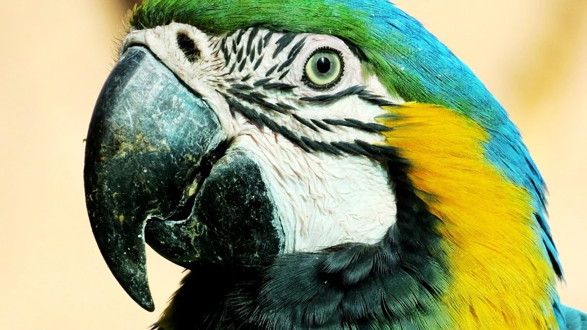 확증편향과 인지부조화가 의사결정에 미치는 차이와 사례