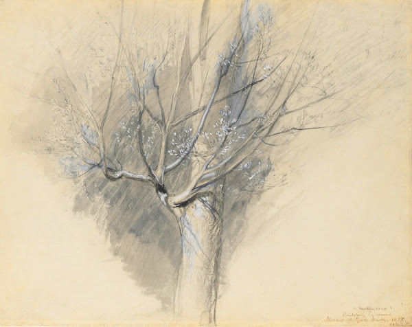 Budding Sycamore c 1876