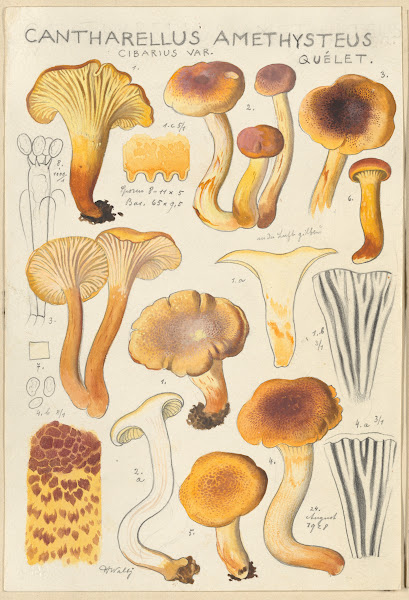 Cantharellus amethysteus 1915 1945