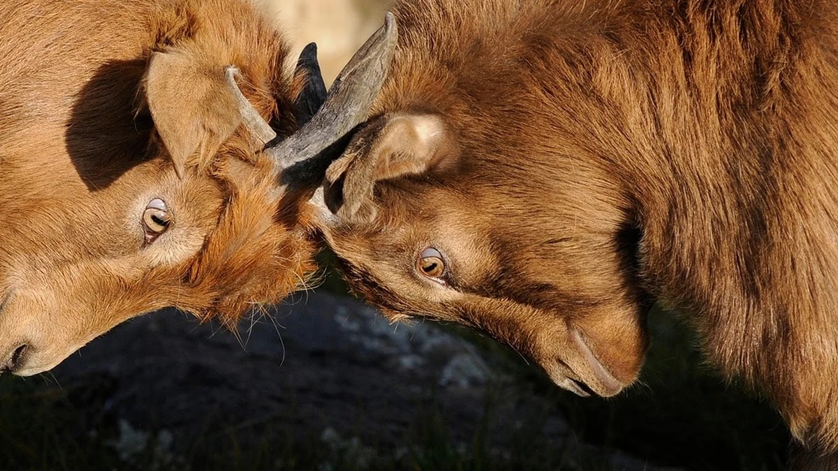 비즈니스에서 저작권 침해 분쟁 예방을 위한 실무 가이드