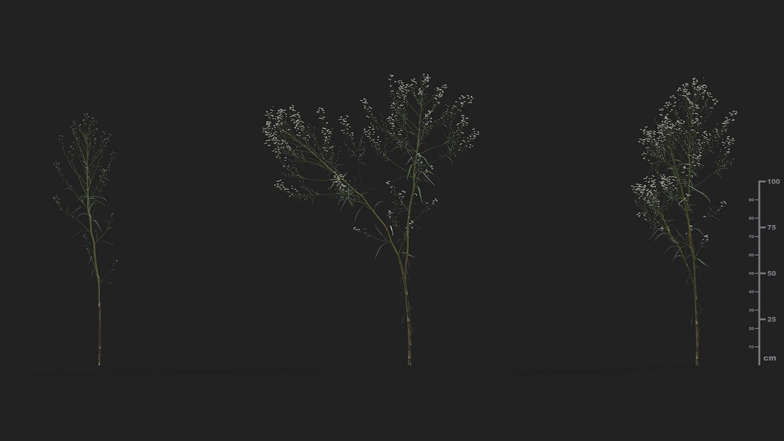 Maxtree - Plant Models Vol.21