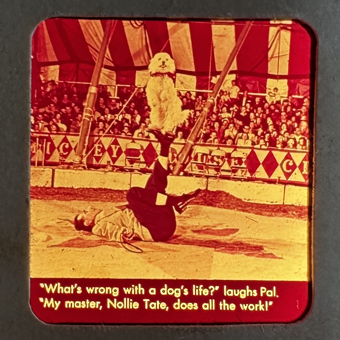 Vintage View-Master Kodachrome slide showing Pal the dog and trainer Nollie Tate performing at the Mickey Mouse Club Circus, Disneyland, circa 1955–1956