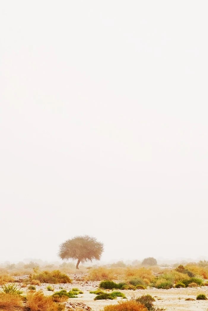 네이버플러스멤버십과 쿠팡로켓