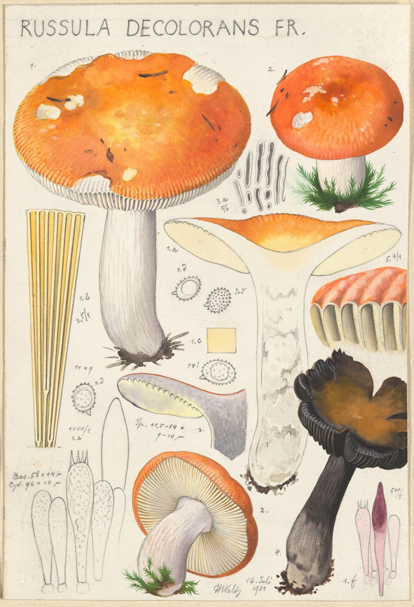 Russula decolorans Fr 1915 1945