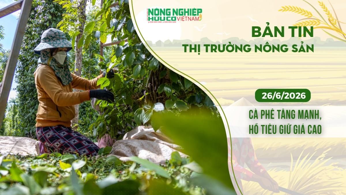 Thị trường nông sản 26/6/2026: Cà phê tăng mạnh, hồ tiêu giữ giá cao - Nông nghiệp Hữu cơ Việt Nam