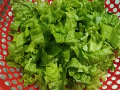 Cắt xà lách xoăn thành miếng vừa ăn, rửa sạch. Gọt vỏ bơ và cắt lát dày khoảng 1cm. Luộc chín trứng gà, cắt hạt lựu to.