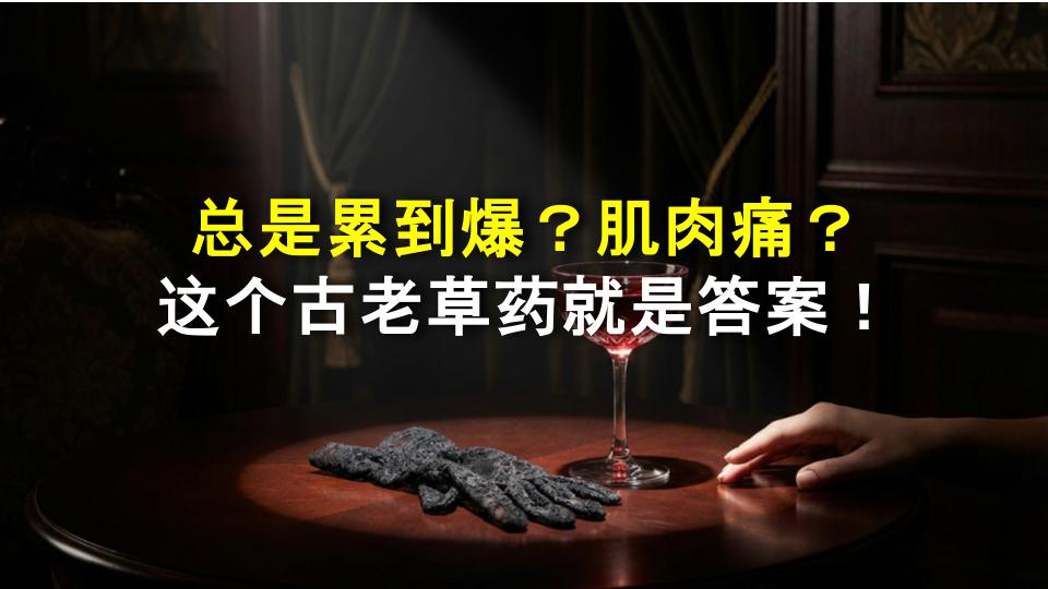 总是累到爆？肌肉痛？这个古老草药就是答案！