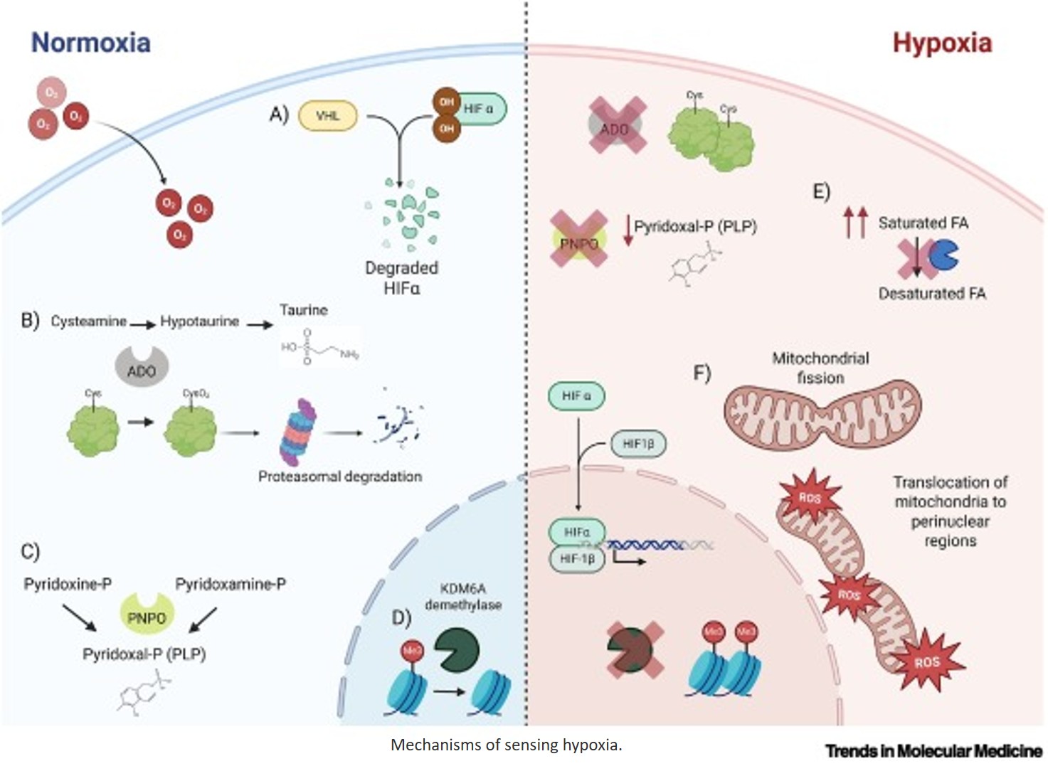 Hypoxia in MASLD: a spatial determinant of the pathogenesis